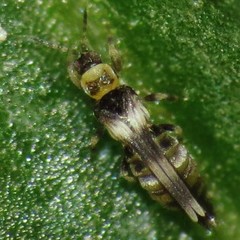 Neohydatothrips samayunkur