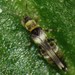 Neohydatothrips - Photo (c) C. Mallory, some rights reserved (CC BY-NC), uploaded by C. Mallory