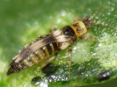 Neohydatothrips samayunkur