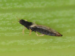 Heliothrips haemorrhoidalis