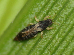 Heliothrips haemorrhoidalis
