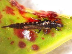 Gynaikothrips ficorum