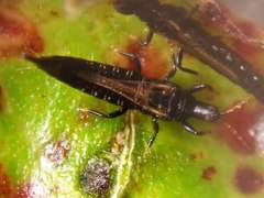 Gynaikothrips ficorum