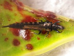 Gynaikothrips ficorum