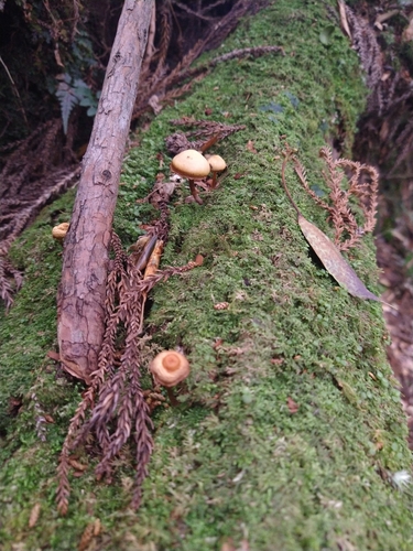 Galerina patagonica