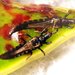 榕母管薊馬 - Photo 由 C. Mallory 所上傳的 (c) C. Mallory，保留部份權利CC BY-NC