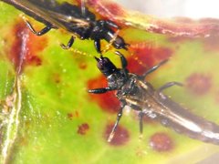 Gynaikothrips ficorum