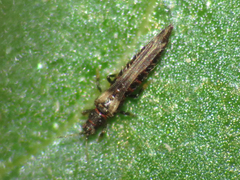 Echinothrips americanus