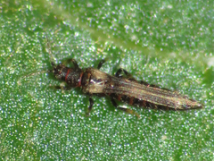 Echinothrips americanus