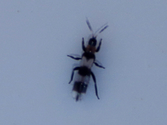 Aeolothrips