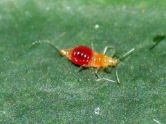 Franklinothrips vespiformis