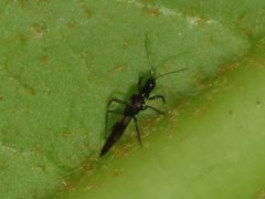 Franklinothrips vespiformis