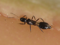 Franklinothrips vespiformis