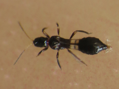 Franklinothrips vespiformis