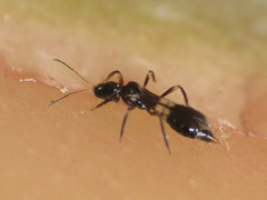 Franklinothrips vespiformis