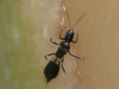 Franklinothrips vespiformis