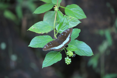 Tanaecia whiteheadi