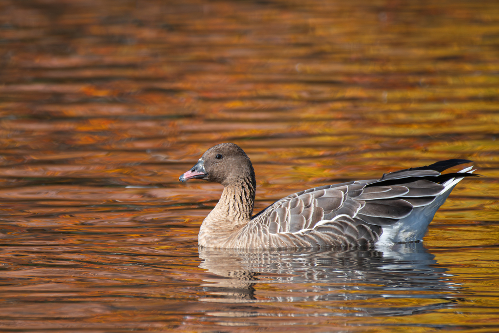 Pink-Footed Goose