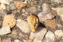 Phyciodes graphica