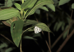 Tajuria maculata