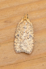 Agonopterix canadensis