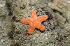 Asterinidae