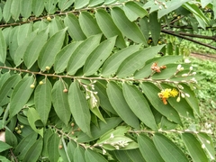 Grewia flavescens
