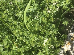 Galium odoratum