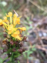 Platanthera cristata