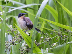 Donacobius atricapilla