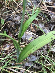 Platanthera cristata