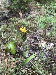 Platanthera cristata