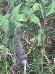 Chalcolestes viridis