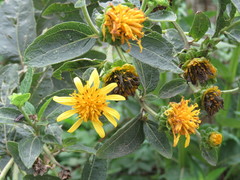 Verbesina sphaerocephala