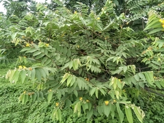 Grewia flavescens