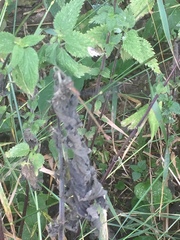 Chalcolestes viridis