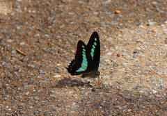 Graphium