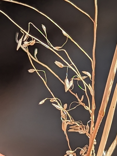 delicate muhly