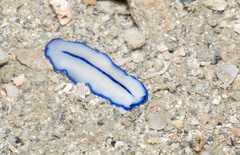 Pseudoceros concinnus