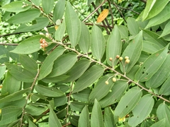 Grewia flavescens
