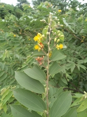 Grewia flavescens