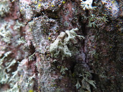 Ramalina baltica