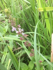 Mentha × piperita