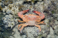 Thalamitinae