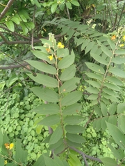 Grewia flavescens