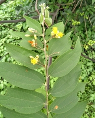 Grewia flavescens