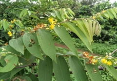 Grewia flavescens