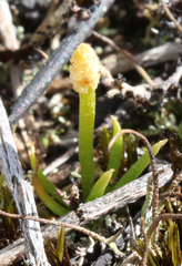 Phylloglossum drummondii