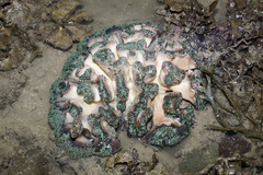Fimbriaphyllia ancora