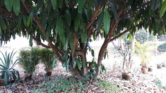 Garcinia xanthochymus